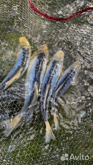 Карп кои - шисуи