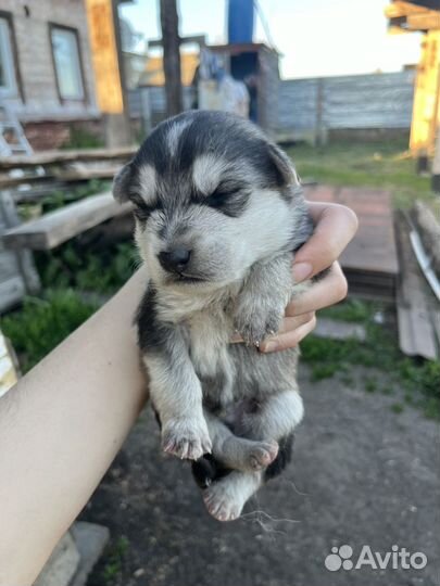Щенки