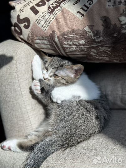 Отдам котенка