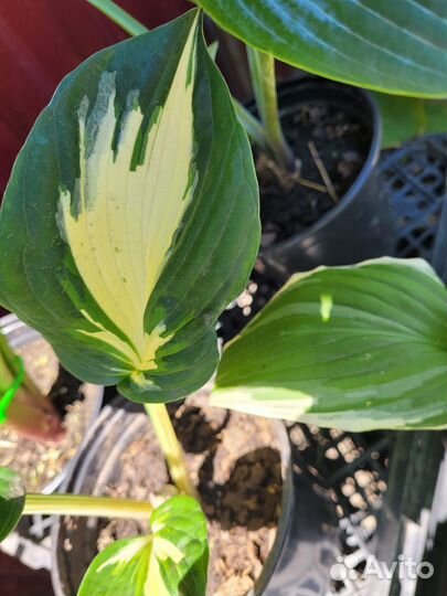 Хоста стинг