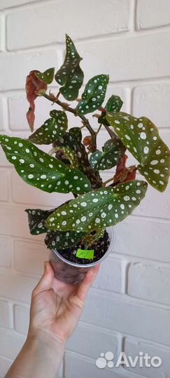 Бегония пятнистая Макулата