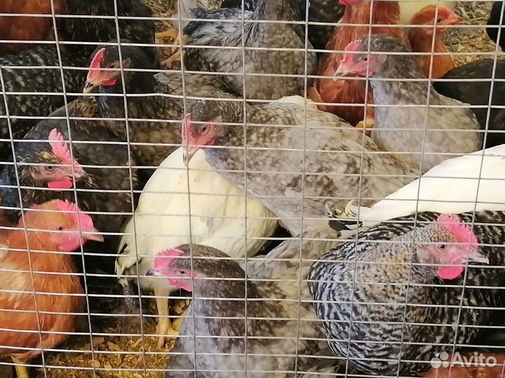 Молодые петухи