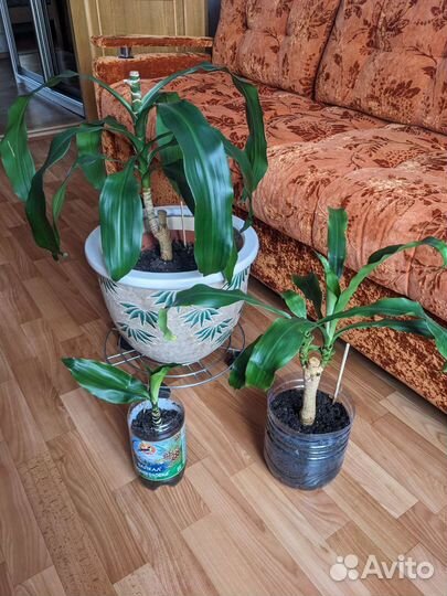 Драцена Массанжеана