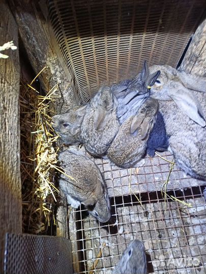 1.5 месячные крольчата