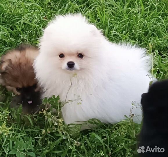 Девочка померанский шпиц