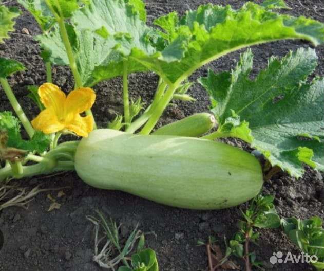 Кабачки домашние