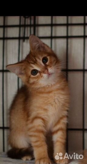 Котенок 4 месяца в заботливые руки