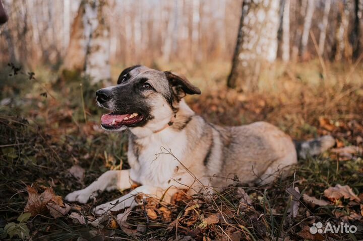 Собака в добрые руки