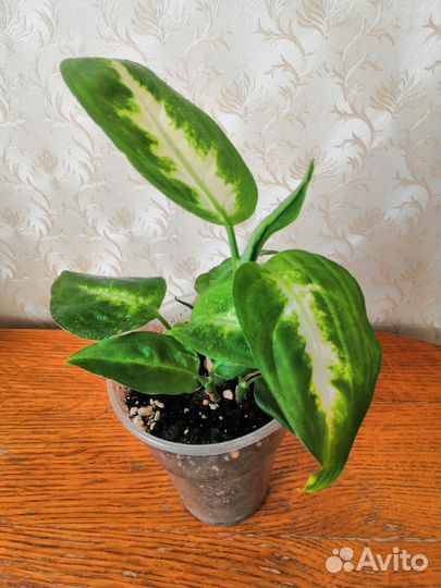 Диффенбахия Камилла