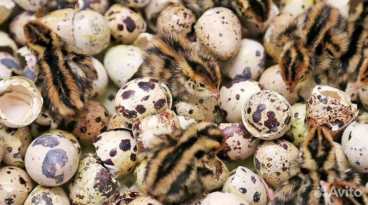 Яйцо перепелинное на инкубацию