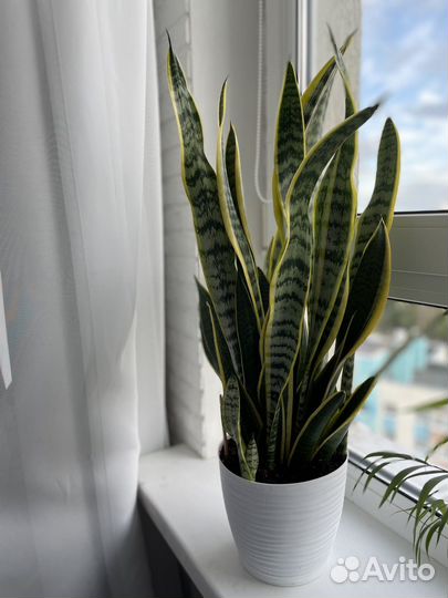 Сансевиерия лауренти сортовая