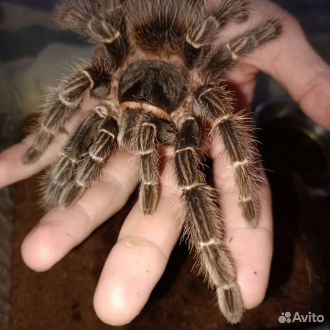 Lasiodora parahybana, паук-птицеед