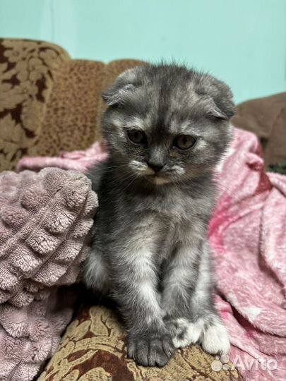 Шотландские вислоухие котята