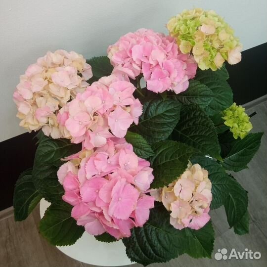 Гортензия в горшке