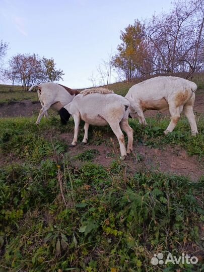 Баранчики дорпер