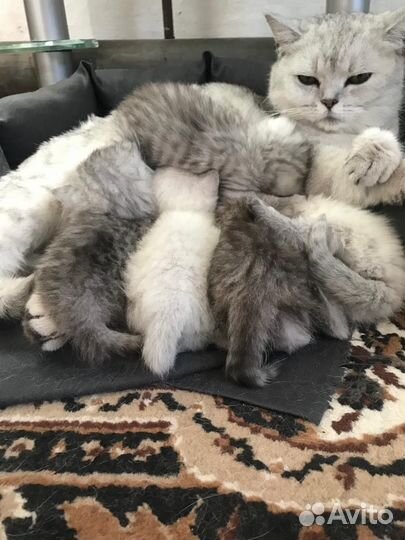 Шотландские прямоухие котята