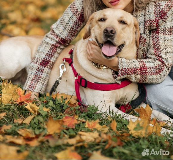 Лабрадор вязка