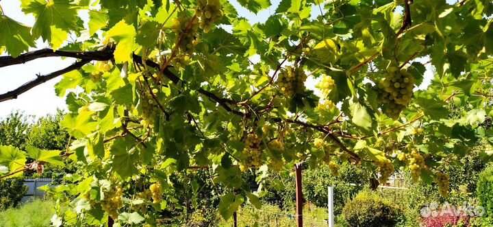 Виноград ранний