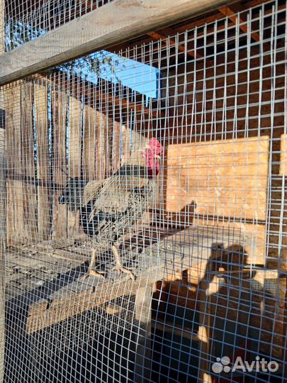 Цыплята несушки подрощенные