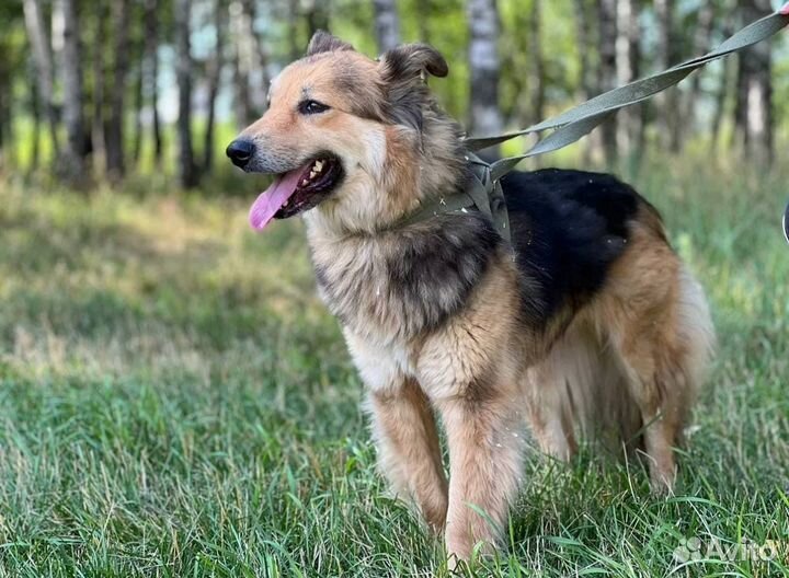 Красотка Милена очень хочет домой из приюта