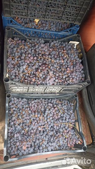 Виноград на вино