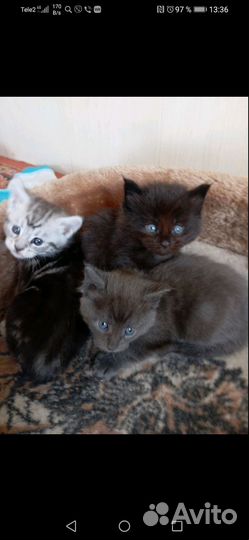 Котята мейн-кун