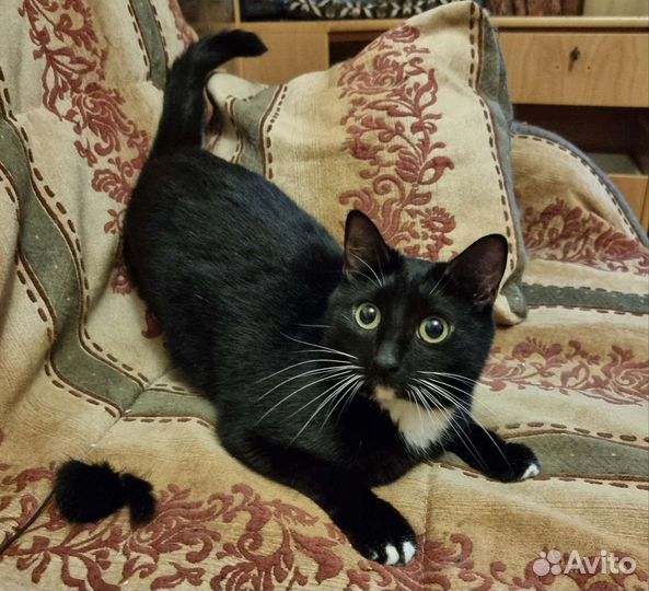 Кот Василий