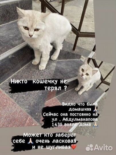 Ищем хозяина