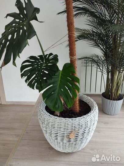 Манстера в горшке