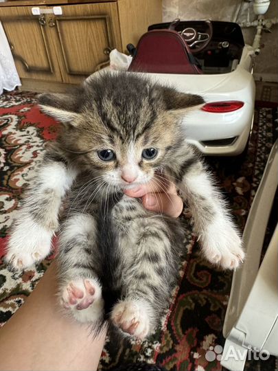 Кошки в добрые руки