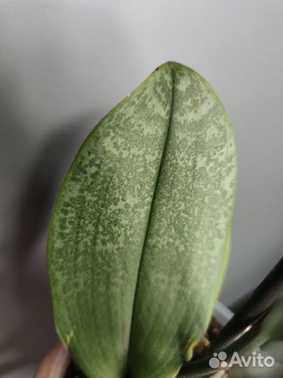 Ханни вариегантный