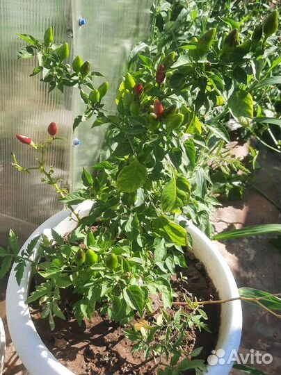 Перец острый(огонёк)