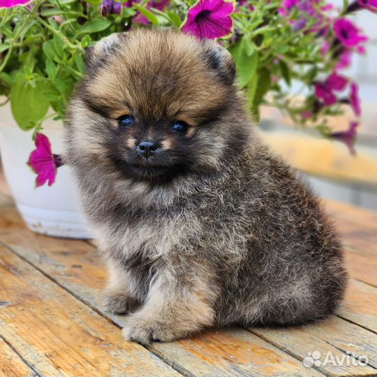 Шпиц девочки