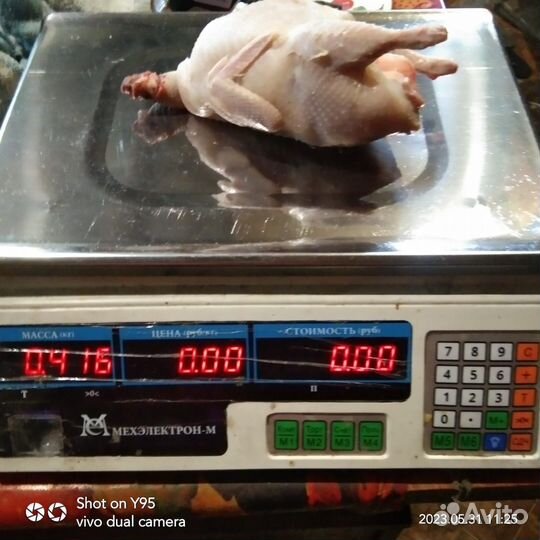 Инкубационное яйцо перепелов