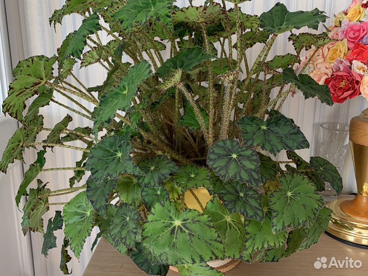 Бегония тигровая