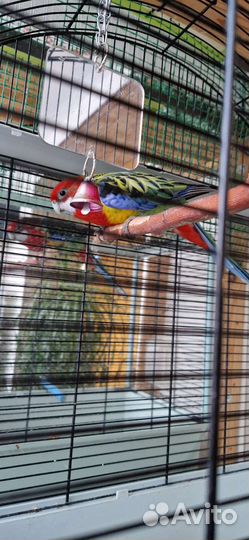 Попугай розелла