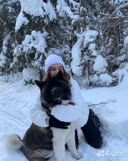 Американская акита вязка