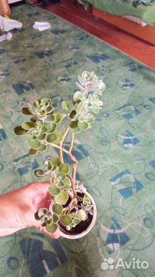 Продам цветок