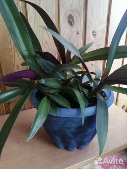 Цветы домашние в горшках