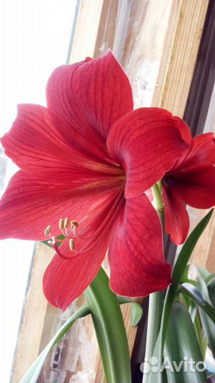 Гиппиаструм