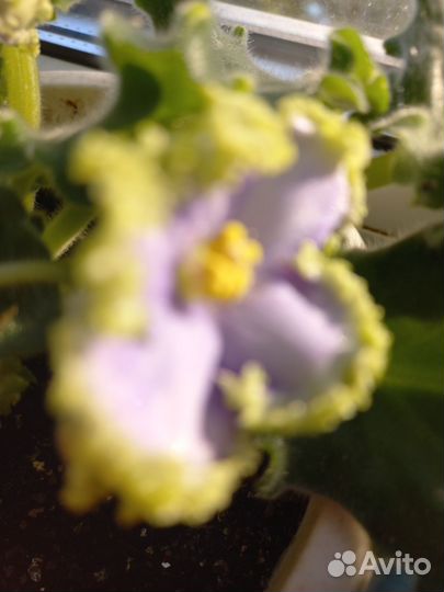 Сортовые фиалки листики