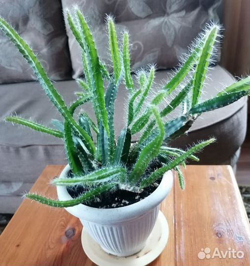 Кактус питахайя