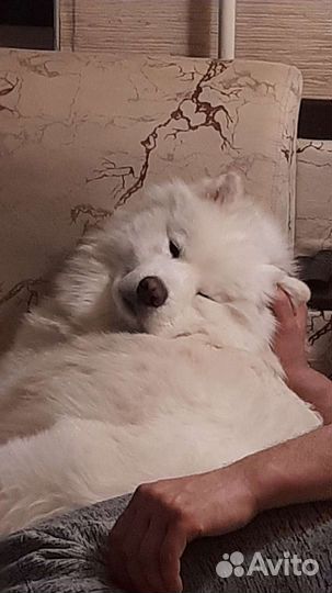 Самоед буду очень рад знакомству с сучкой