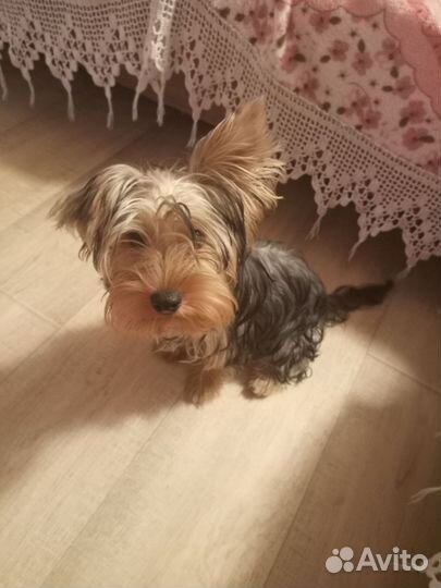 Щенок йорка (мальчик)