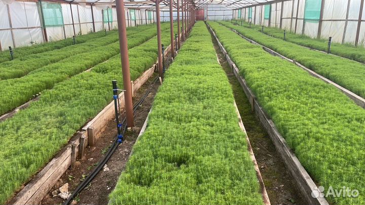 Саженцы сосны зкс от производителя