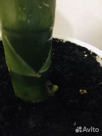 Диффенбахия