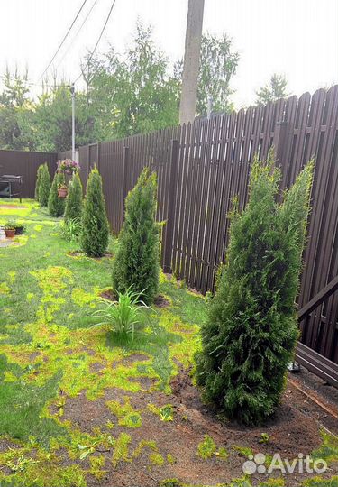 Туи брабант