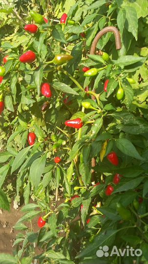 Рассада острого перца