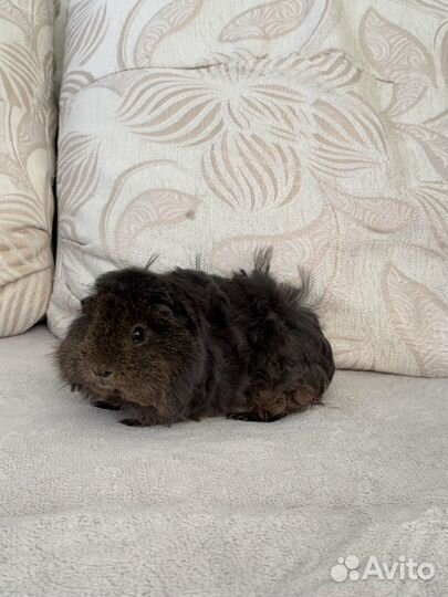 Морские свинки (Лункария / Тедди)