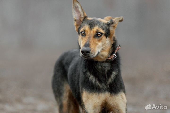 Собака из приюта в добрые руки